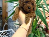 Red Brown Toy Poodle