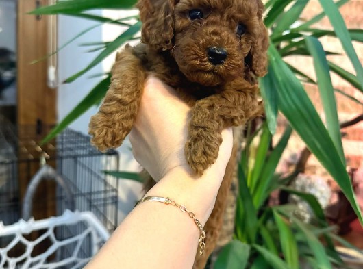 Red Brown Toy Poodle görsel