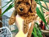 Red Brown Toy Poodle