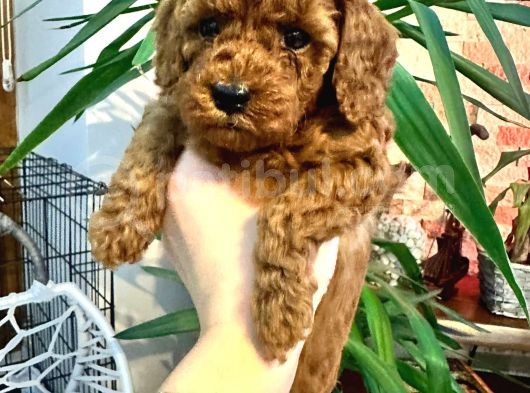 Red Brown Toy Poodle görsel