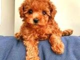 TOOY POODLE YAVRUMUZ 0 TEACUP 