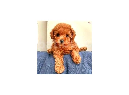 Tooy Poodle Yavrumuz 0 Teacup 