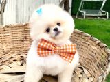 Üst Düzey Pomeranian Boo