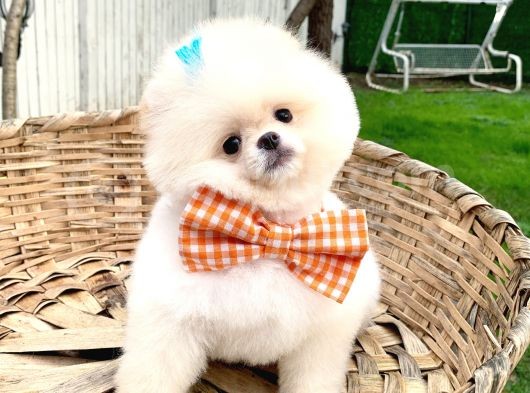 Üst Düzey Pomeranian Boo