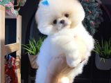 Üst Düzey Pomeranian Boo