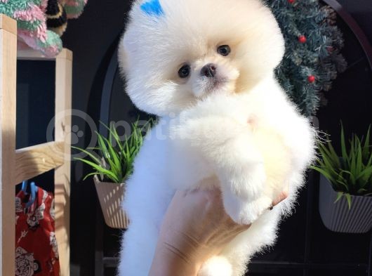 Üst Düzey Pomeranian Boo görsel