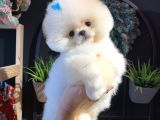 Üst Düzey Pomeranian Boo