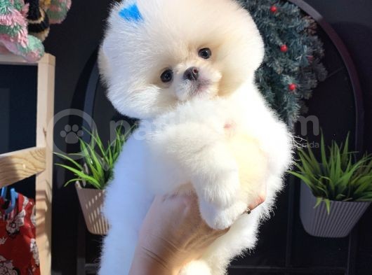 Üst Düzey Pomeranian Boo görsel