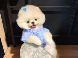 Üst Düzey Pomeranian Boo