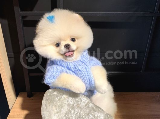 Üst Düzey Pomeranian Boo görsel