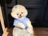 Üst Düzey Pomeranian Boo