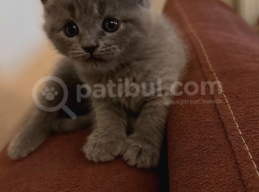 British Shorthair görsel