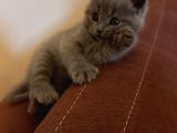 British shorthair
