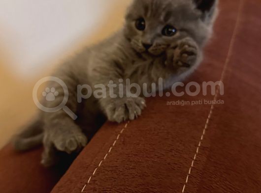 British Shorthair