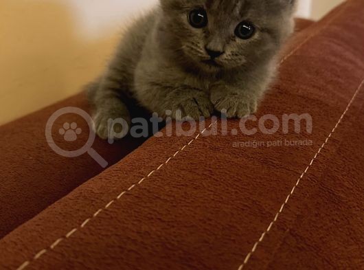 British Shorthair görsel