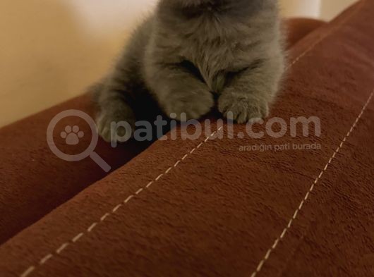 British Shorthair görsel