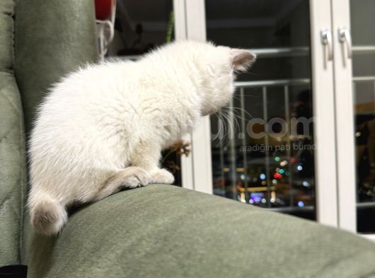 65 Günlük Di̇şi̇ Bluepoi̇nt görsel