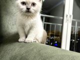 65 Günlük Di̇şi̇ Bluepoi̇nt