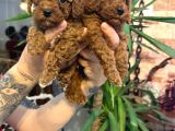Red Brown Toy Poodle