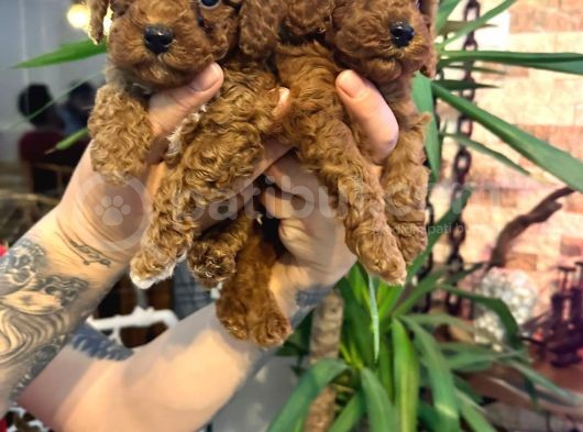 Red Brown Toy Poodle görsel