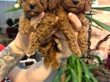 RED BROWN TOY POODLE