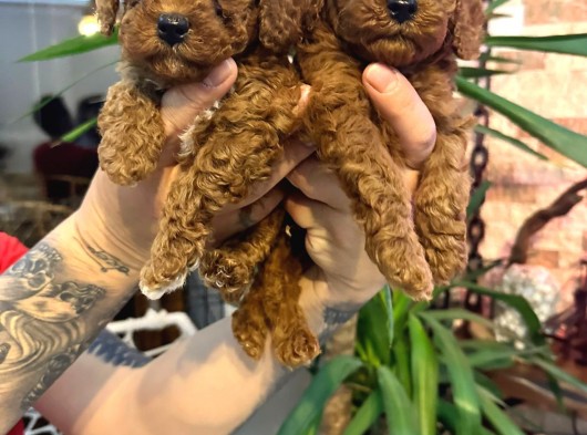 Red Brown Toy Poodle