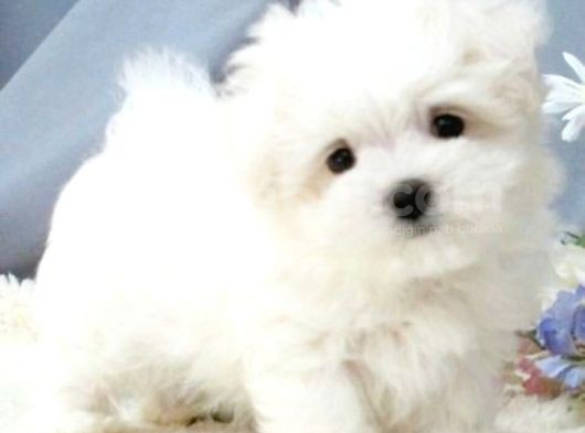 Maltesse Terrier Cinsi Güzel Yavrular 