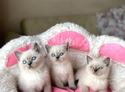 Brıtısh Shortair Blue Point görsel