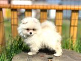 Irk Ve Sağlık Garantili Pomeranian Boo Lar