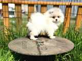 Irk Ve Sağlık Garantili Pomeranian Boo Lar