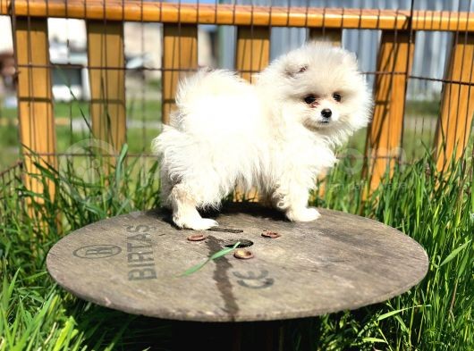 Irk Ve Sağlık Garantili Pomeranian Boo Lar görsel