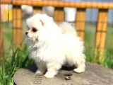 Irk Ve Sağlık Garantili Pomeranian Boo Lar