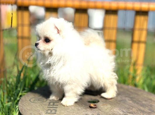 Irk Ve Sağlık Garantili Pomeranian Boo Lar görsel