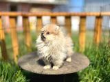 Irk Ve Sağlık Garantili Pomeranian Boo Lar