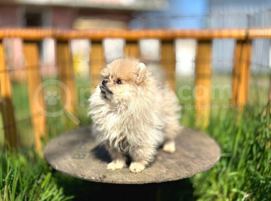 Irk Ve Sağlık Garantili Pomeranian Boo Lar görsel