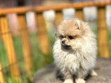 Irk ve sağlık garantili pomeranian Boo lar