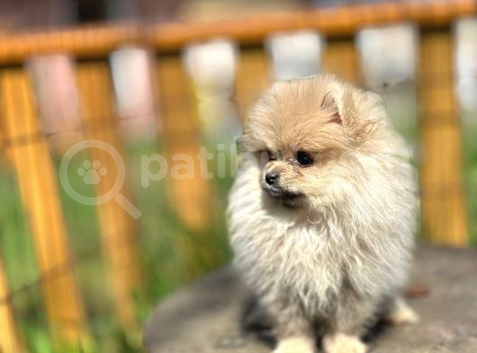 Irk Ve Sağlık Garantili Pomeranian Boo Lar