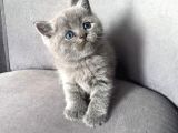 Brıtısh Shortair Blue Point