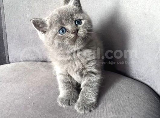 Brıtısh Shortair Blue Point görsel
