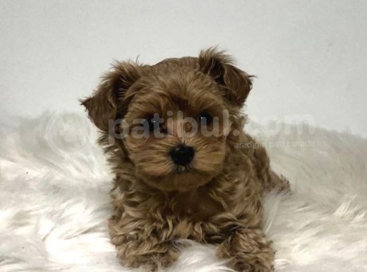 Tooy Poodle Yavrumuz 0 Teacup  