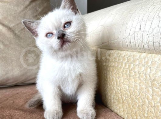 Brıtısh Shortair Blue Point görsel
