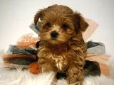 TOOY POODLE YAVRUMUZ 0 TEACUP 