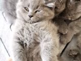 Orijinal British Shorthair Yavru Dişi Kedi