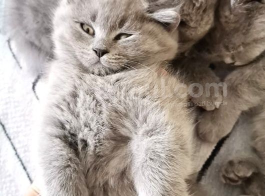 Orijinal British Shorthair Yavru Dişi Kedi
