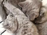 Orijinal British Shorthair Yavru Dişi Kedi