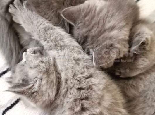 Orijinal British Shorthair Yavru Dişi Kedi görsel