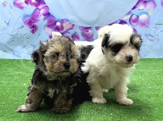 Mükemmel Kali̇tede Morki̇e Yavrular görsel