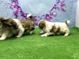 Resmi̇ Üreti̇ci̇den Shi̇h Tzu Yavrular