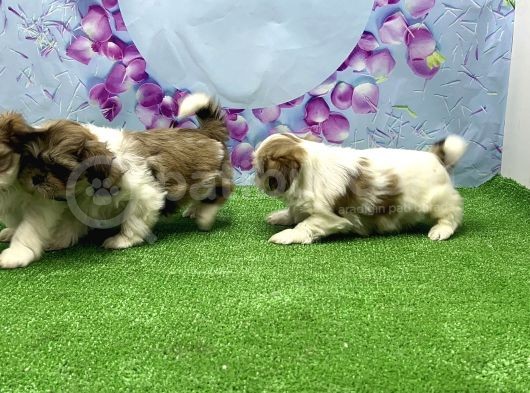 Resmi̇ Üreti̇ci̇den Shi̇h Tzu Yavrular görsel