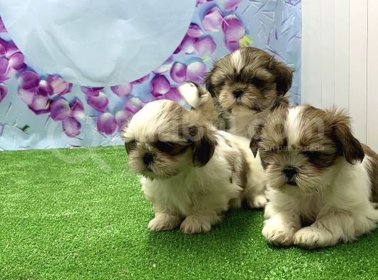 Resmi̇ Üreti̇ci̇den Shi̇h Tzu Yavrular görsel
